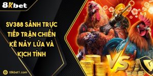 SV388 Sảnh Trực Tiếp Trận Chiến Kê Nảy Lửa Và Kịch Tính